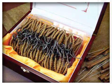 衡山冬虫夏草回收